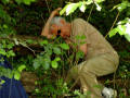 Sieste accroch aux branches